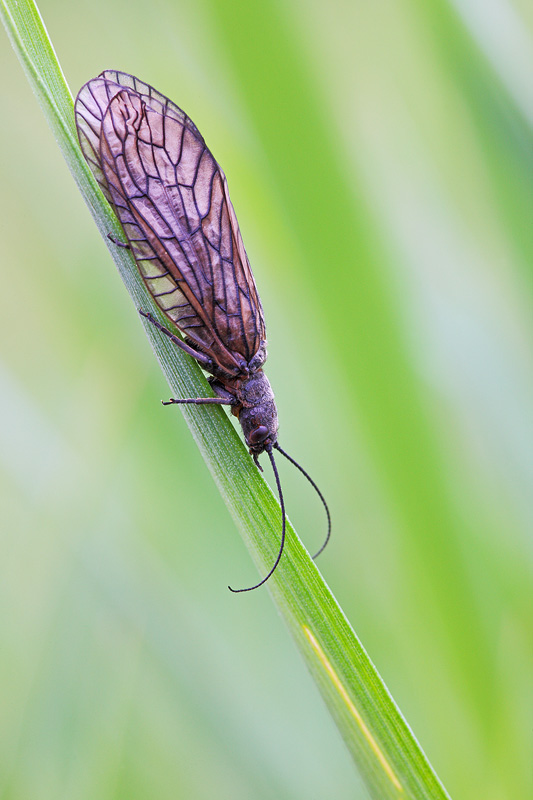 Sialidae?  Sialis sp.